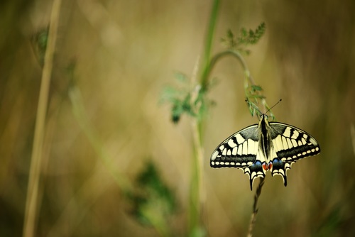 Swallowtail butterfly Stock Photo