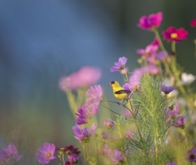 Tiny yellow bird in beautiful garden Stock Photo