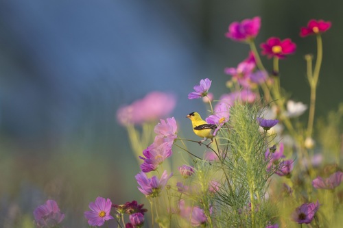 Tiny yellow bird in beautiful garden Stock Photo