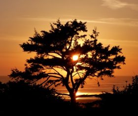 Trees on calm beach under sunset Stock Photo