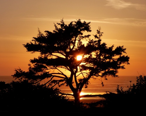 Trees on calm beach under sunset Stock Photo