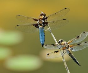 Two dragonflies Stock Photo
