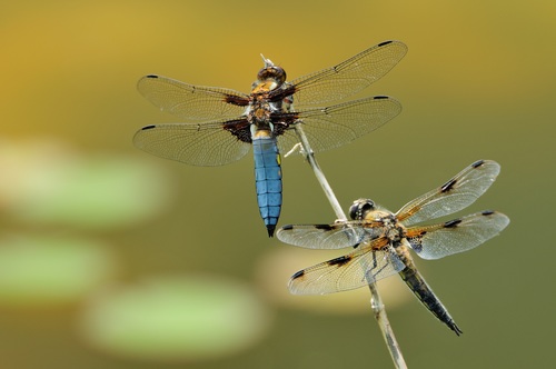Two dragonflies Stock Photo
