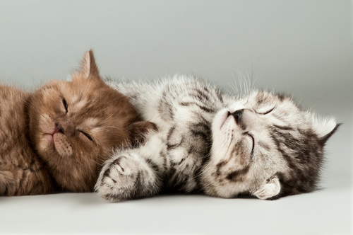 Two sleeping kittens Stock Photo