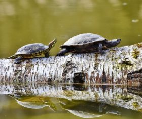 Two turtles walking on wood Stock Photo
