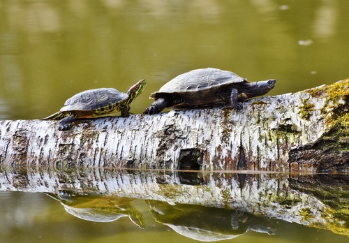 Two turtles walking on wood Stock Photo