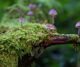 Vegetation and mushrooms growing on dead wood Stock Photo