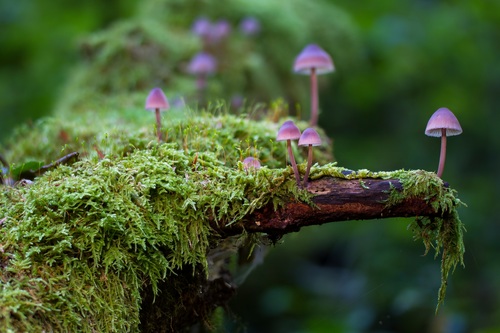 Vegetation and mushrooms growing on dead wood Stock Photo