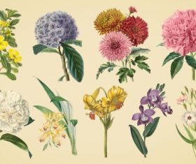Vintage color illustrations of flowers  vector 01