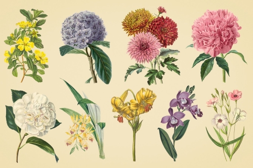 Vintage color illustrations of flowers  vector 01