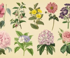 Vintage color illustrations of flowers  vector 02