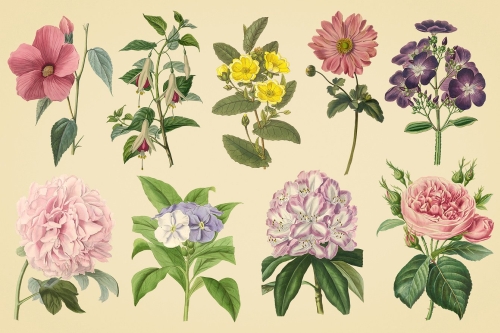 Vintage color illustrations of flowers  vector 02