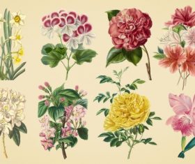 Vintage color illustrations of flowers  vector 03