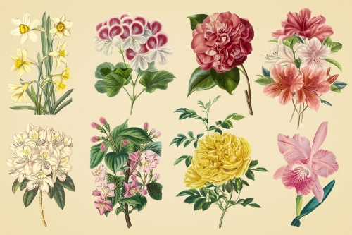 Vintage color illustrations of flowers  vector 03