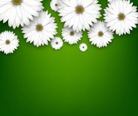 White chrysanthemum wiht green background vectors 01