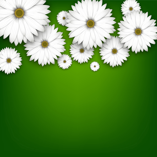 White chrysanthemum wiht green background vectors 01