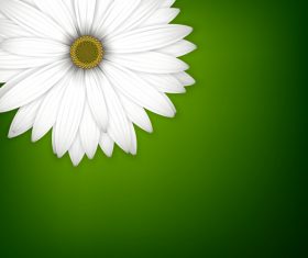 White chrysanthemum wiht green background vectors 02