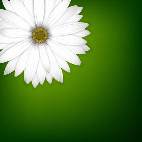 White chrysanthemum wiht green background vectors 02