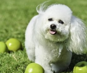 White cute beagle Stock Photo