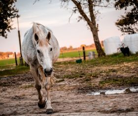 White horse on the farm Stock Photo