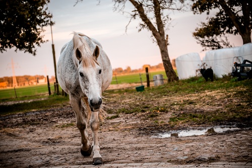 White horse on the farm Stock Photo