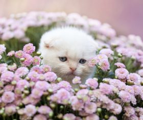 White scottish fold cat Stock Photo
