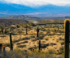 Wild cactus on large desert Stock Photo