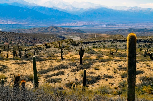 Wild cactus on large desert Stock Photo
