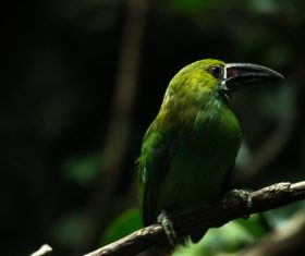 Wild green bird perching on branch Stock Photo
