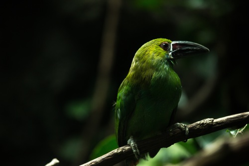 Wild green bird perching on branch Stock Photo