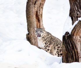Wild leopard in snow winter Stock Photo