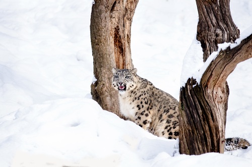 Wild leopard in snow winter Stock Photo
