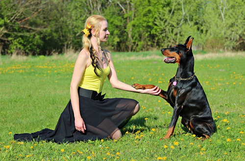 Woman training dog on the grass Stock Photo