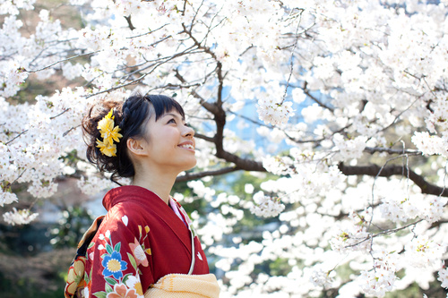 Woman wearing Japanese national costume watching cherry blossoms Stock Photo 01