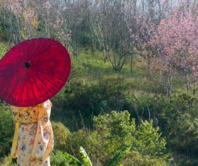 Woman wearing Japanese national costume watching cherry blossoms Stock Photo 02