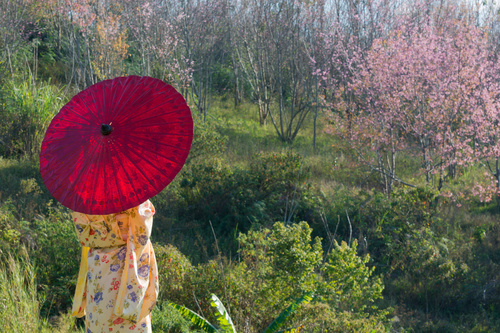 Woman wearing Japanese national costume watching cherry blossoms Stock Photo 02