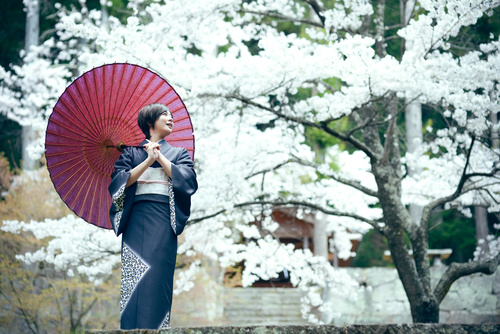 Woman wearing Japanese national costume watching cherry blossoms Stock Photo 03