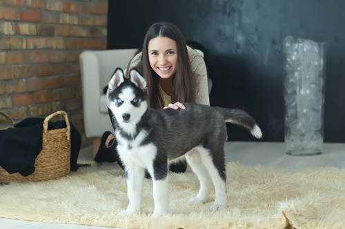 Woman with puppies husky Stock Photo 01