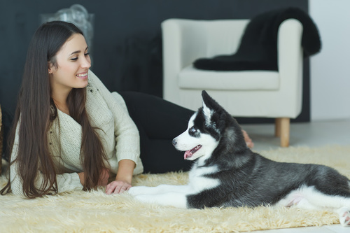 Woman with puppies husky Stock Photo 07