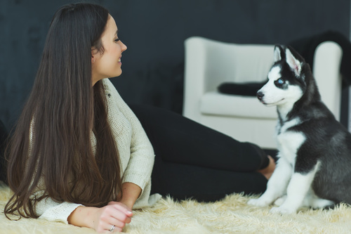 Woman with puppies husky Stock Photo 08
