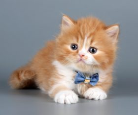 Yellow kitten Stock Photo