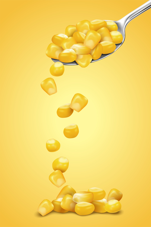 corn kernels vector illustration
