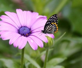 fragile butterfly on violet flower Stock Photo