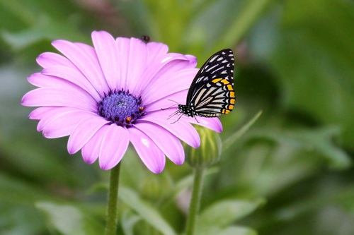 fragile butterfly on violet flower Stock Photo