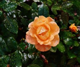fresh orange roses under dew drops Stock Photo