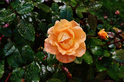 fresh orange roses under dew drops Stock Photo