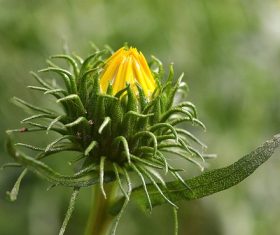 green flower with yellow bud Stock Photo