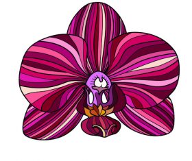orchid red ornament vector