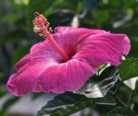 pink hibiscus Stock Photo