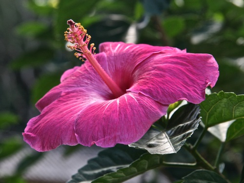 pink hibiscus Stock Photo